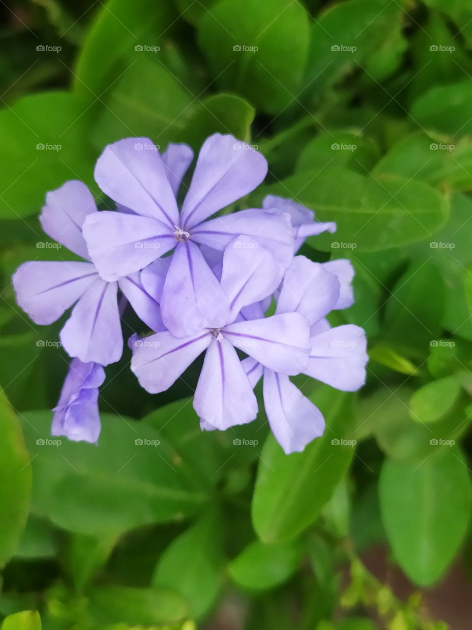 flower of purple color 🌺🌺 cool plant 🌹 beautiful flower can be used in nature related purpose 🥰🥰🌼🌺