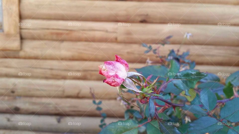 pink rose against wood log background in late fall or early winter, just past bloom