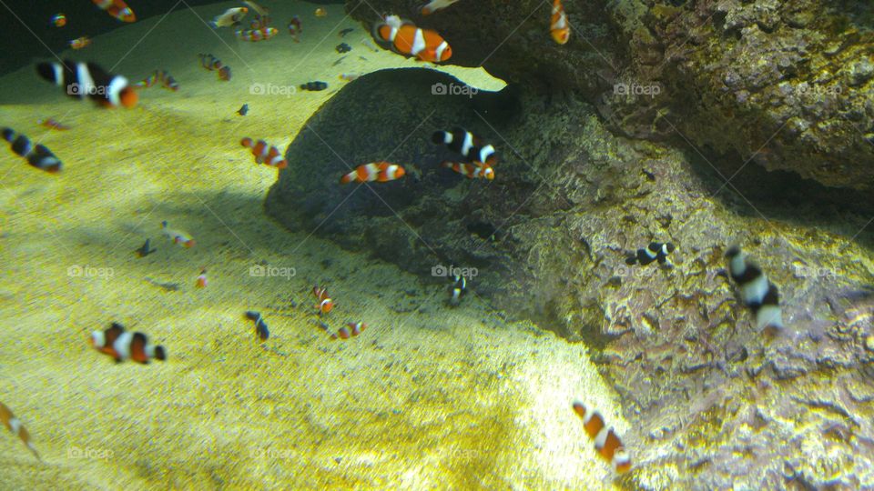 clown fish