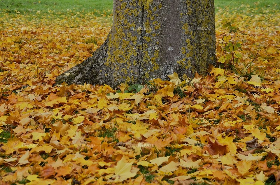 Yellow leaves 