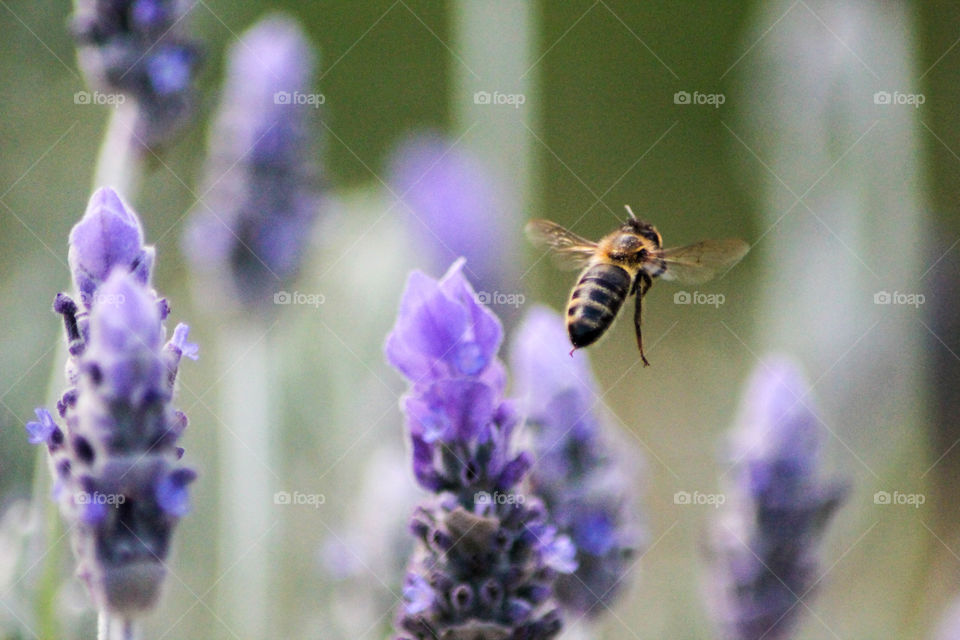 Bee in flight 