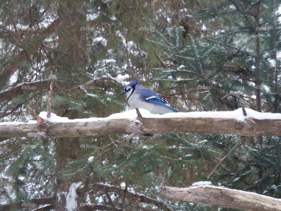 Blue Jay