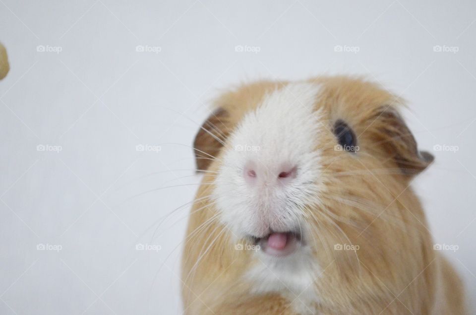 Portrait of guinea pig