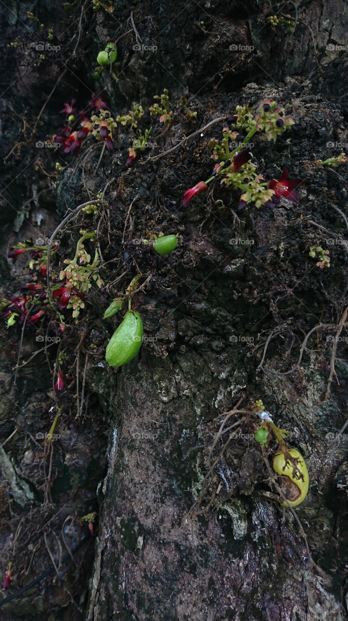 Tree moss on the ground