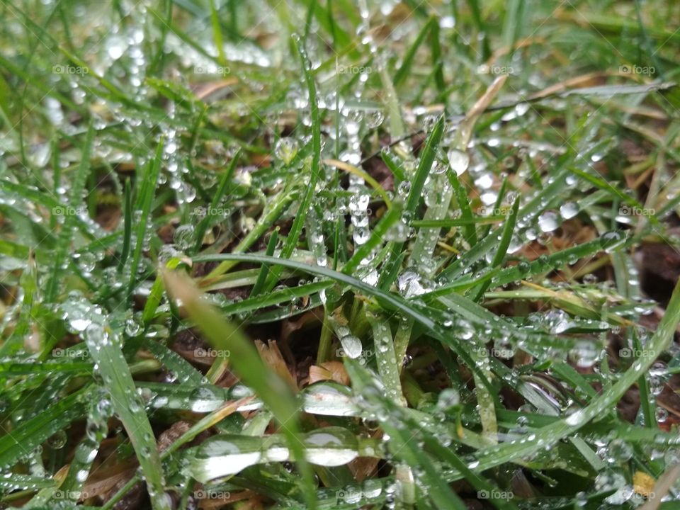 Grass