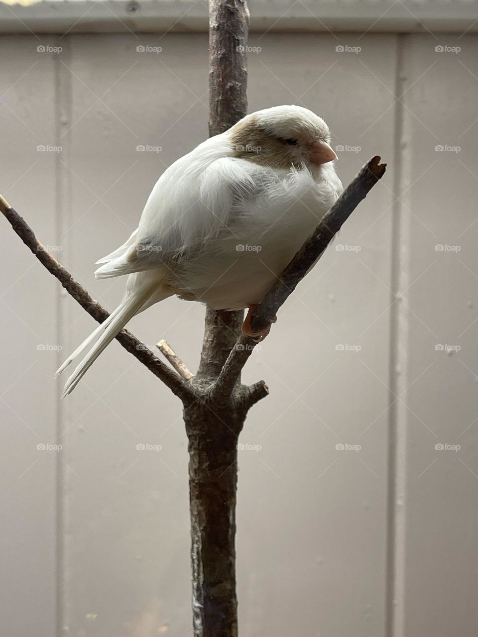 Australian finch at work 