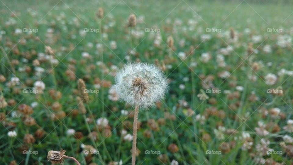 Dandelion, Grass, Nature, Hayfield, Summer