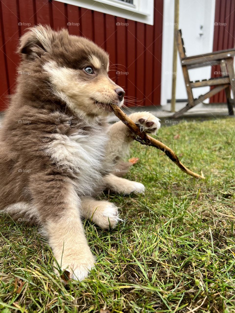 Portrait of a young Finnish Lapphund puppy