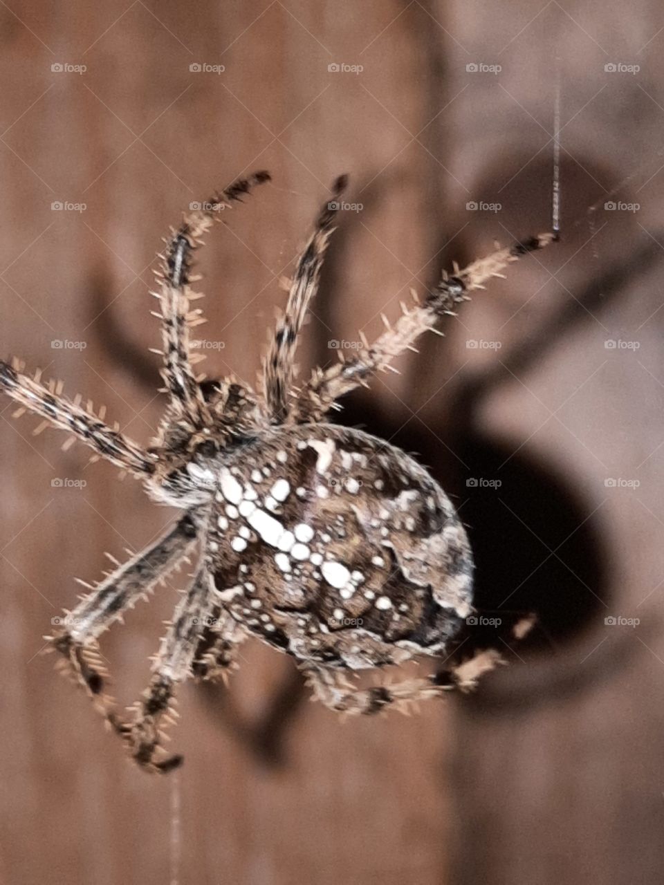spinne