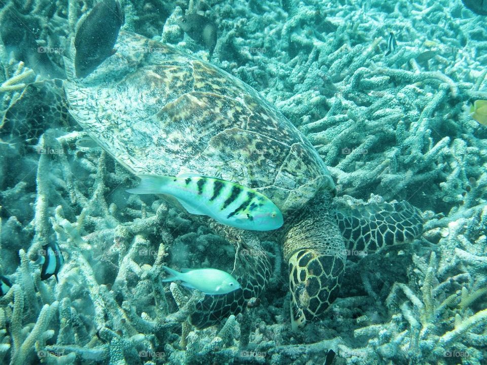 Turtle in the Indian Ocean 