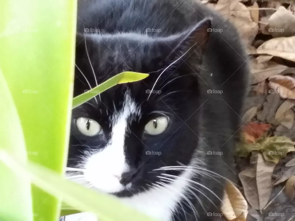 The Cat