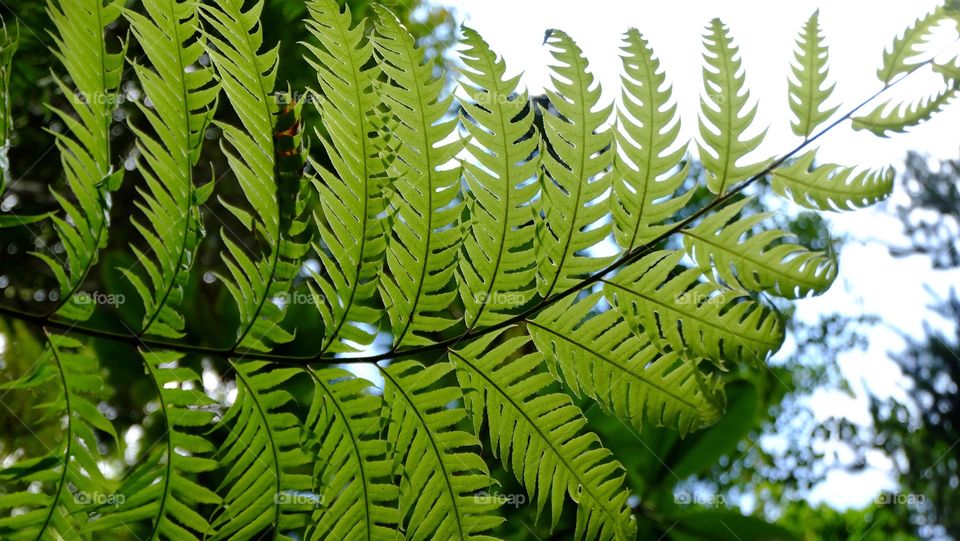 Looking up through a fern leaf in the forest