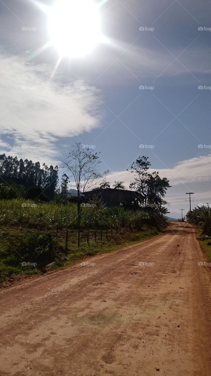 ПЕРЕГЛЯД, ДРЕВО, ПРИРОДА.