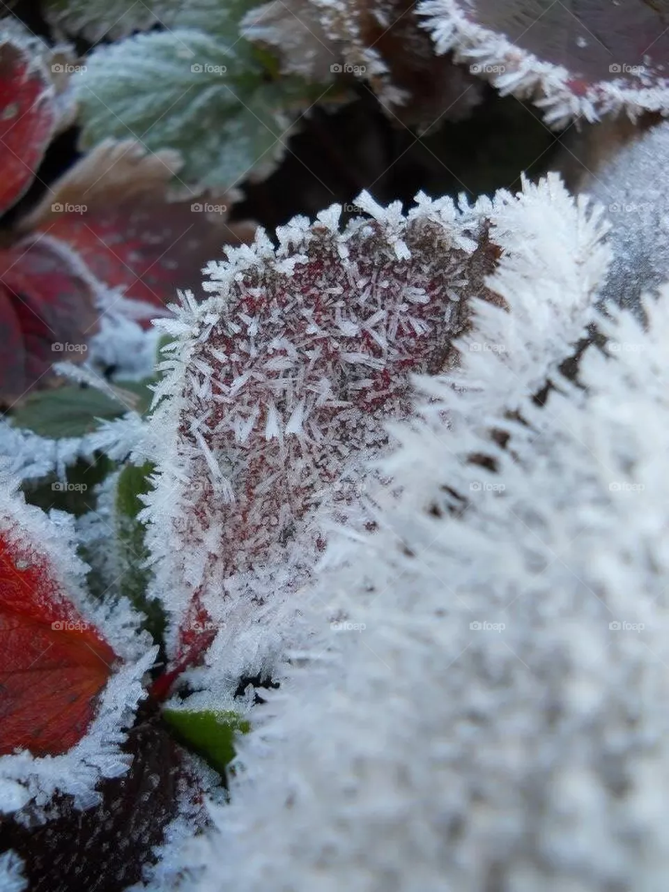 Deep freeze 