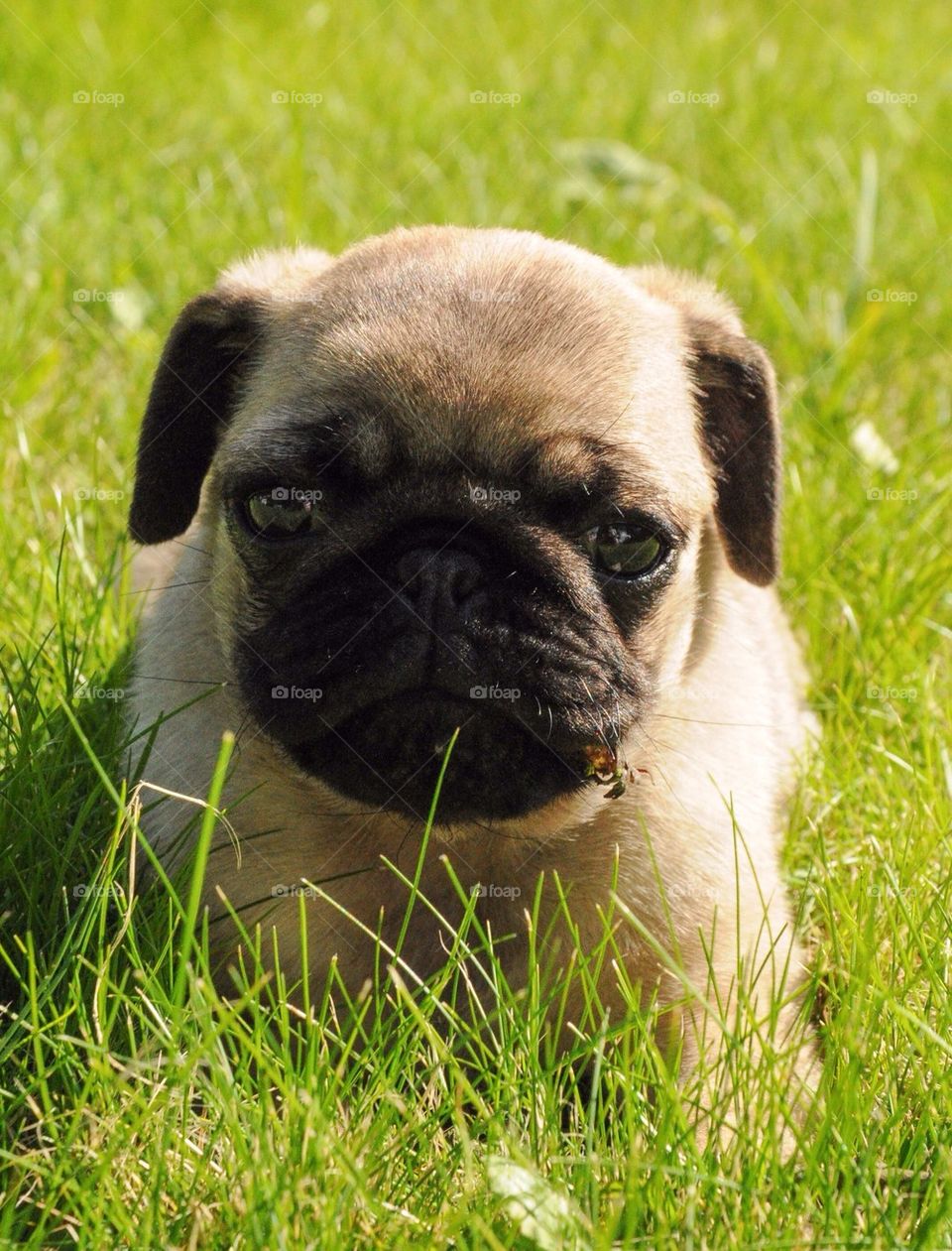 Close-up of puppy lying on grass