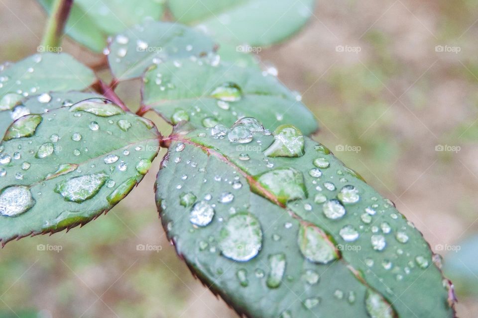 gotas da mais recente chuva