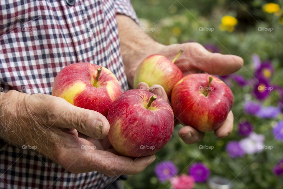 Hands holding apples in the garden, close up
