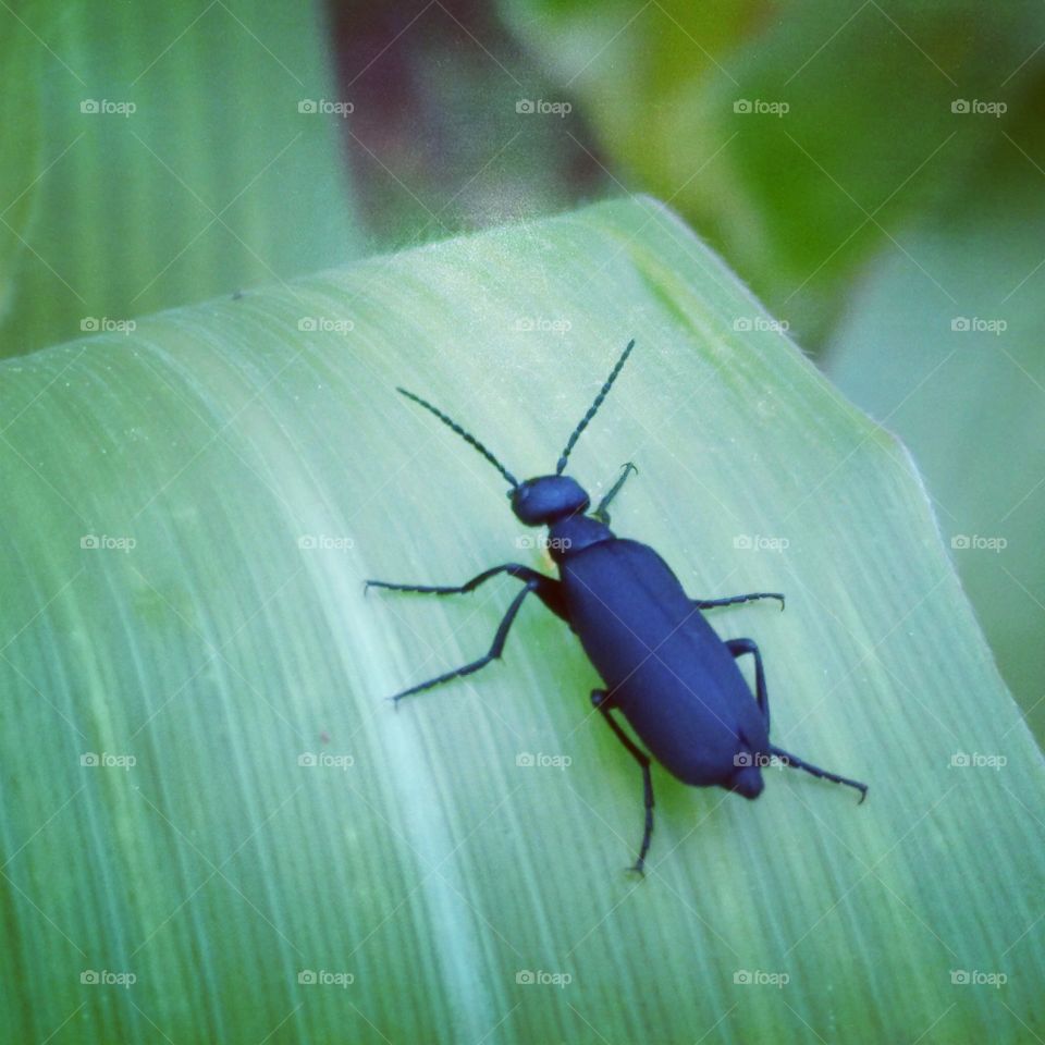 beetle on corn