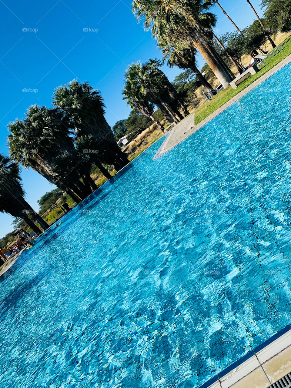 Blue clear water in a large outdoor swimming pool with tall palm trees on the outside.