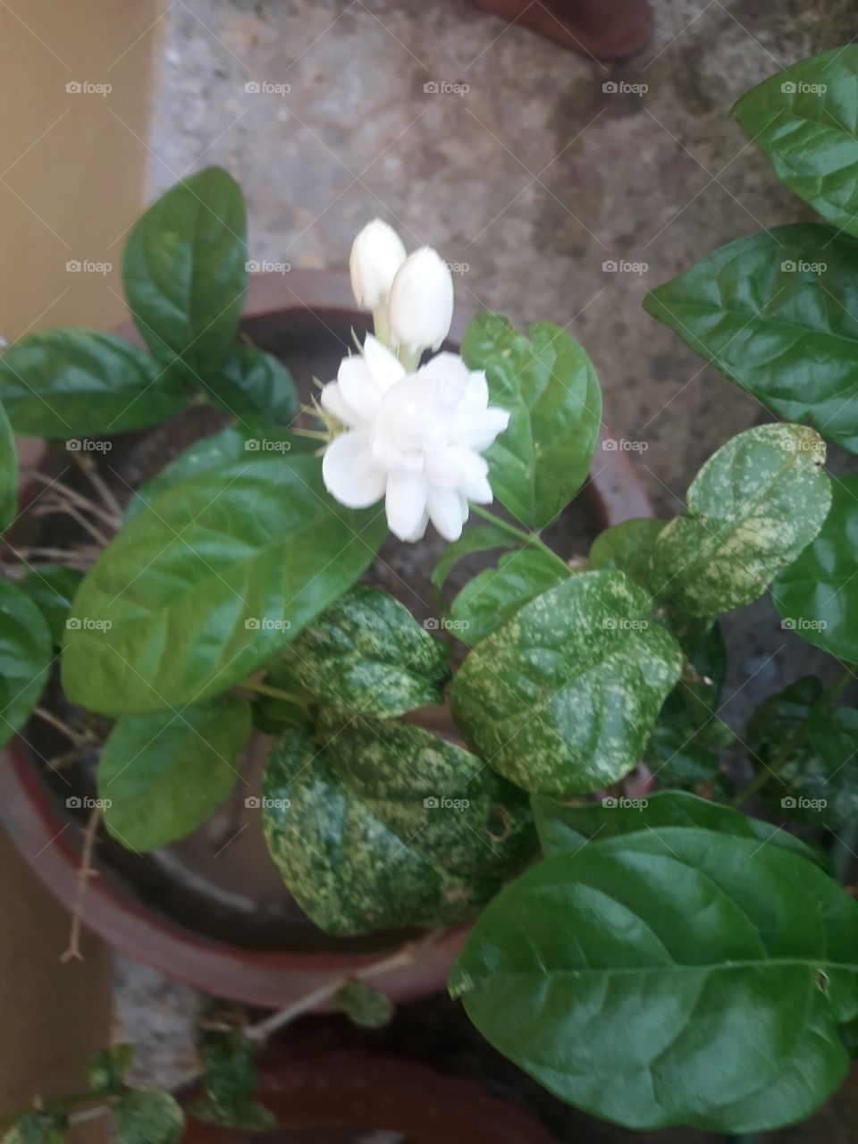 beautiful white flower