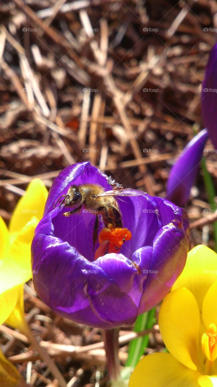 Bee inside a crocus flower