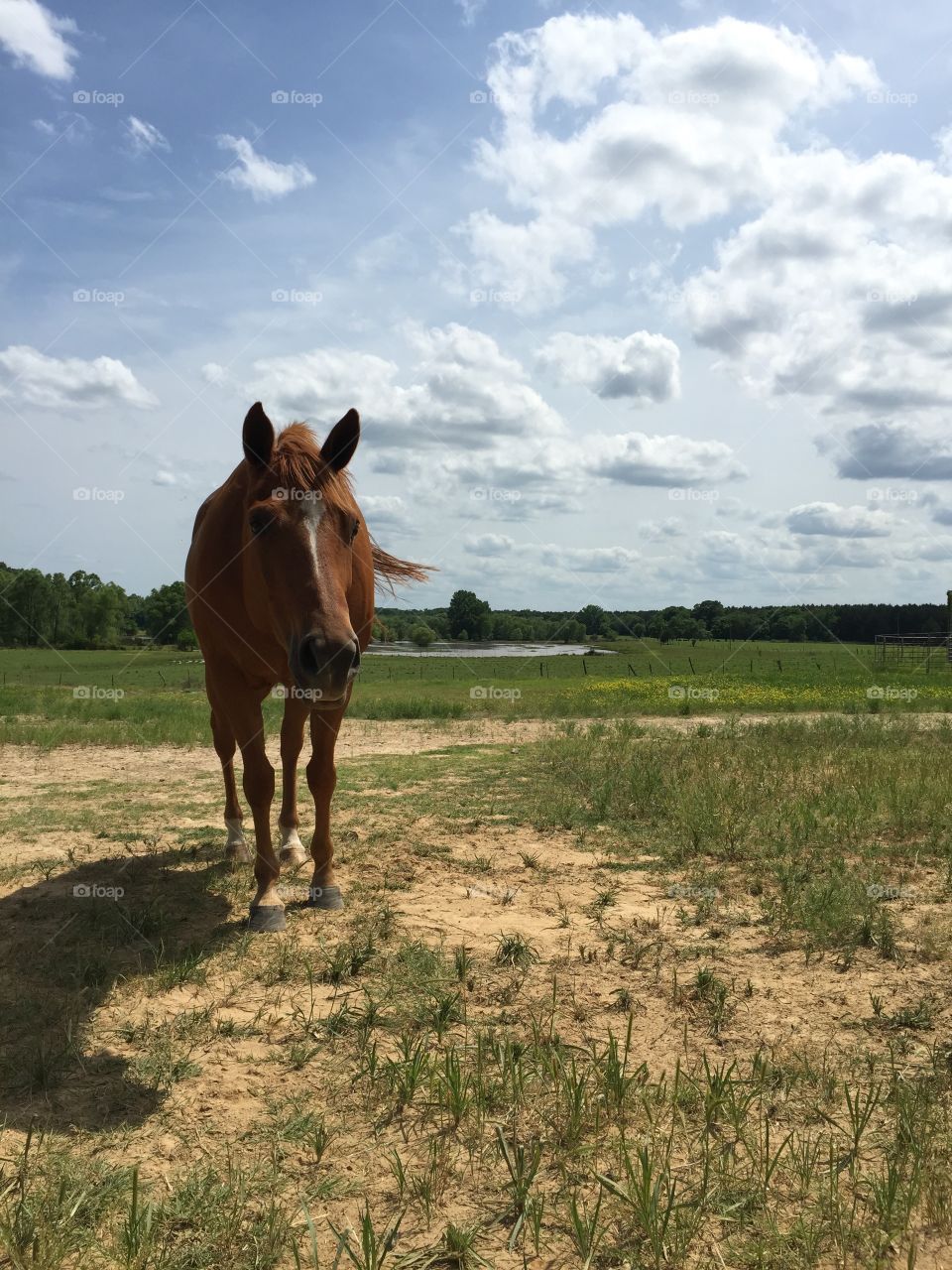 Horse in green pasture in Mississippi 