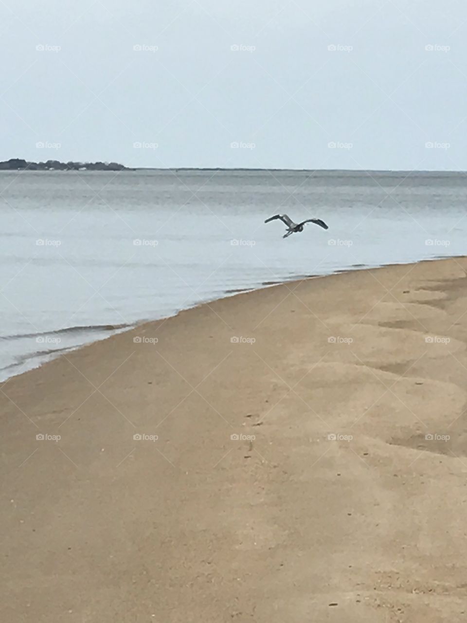 Beach bird