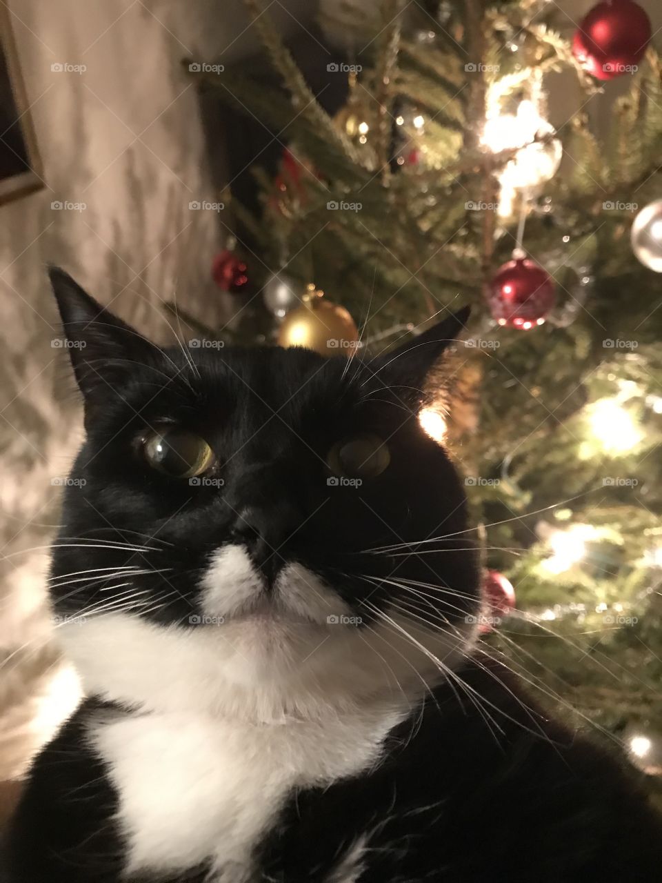 Pet cat in front of a Christmas tree