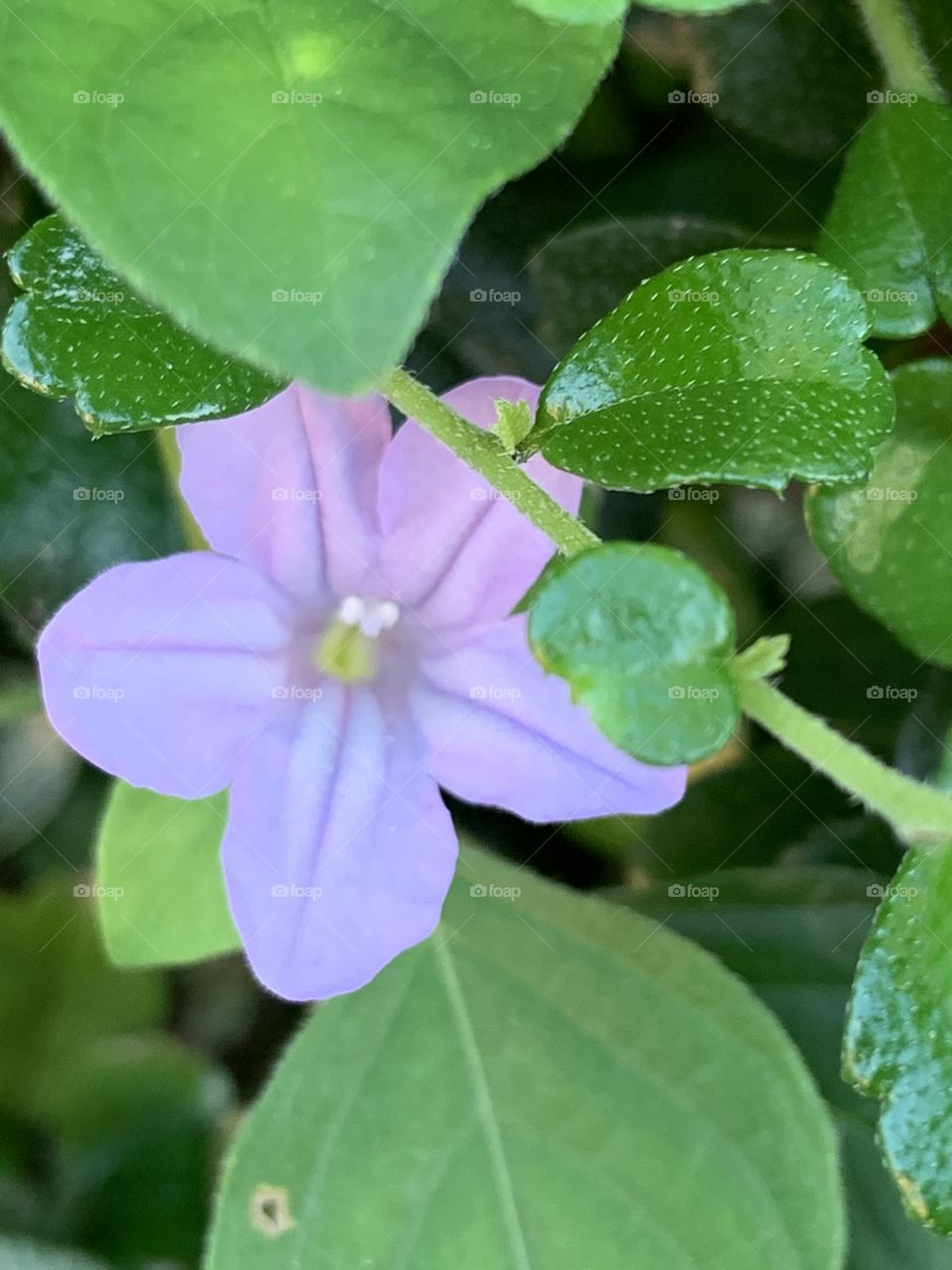 Plants around everywhere, Countryside (Thailand)