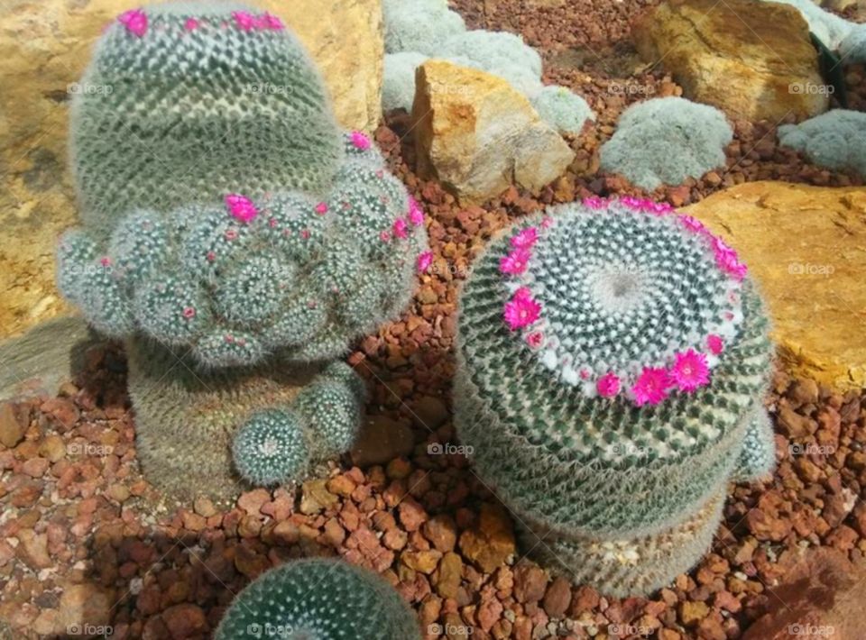 cactus