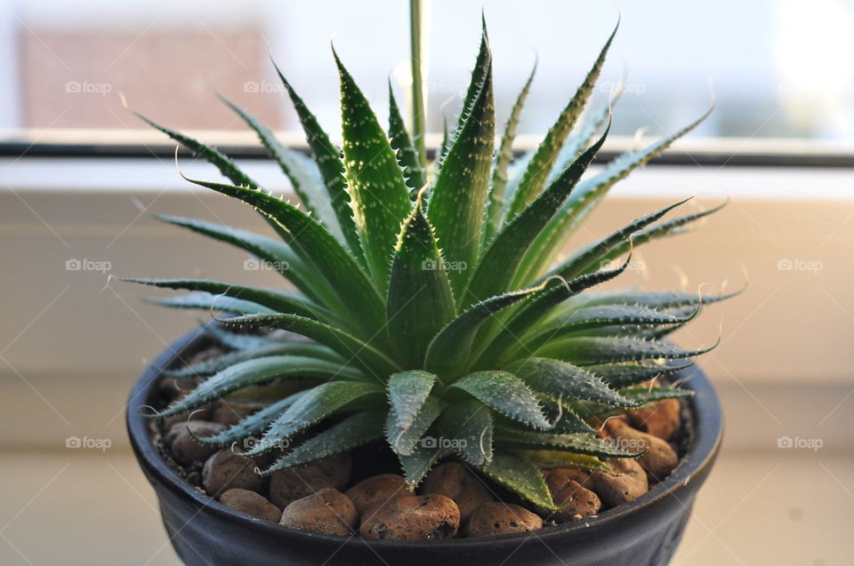 Aloe vera in a pot