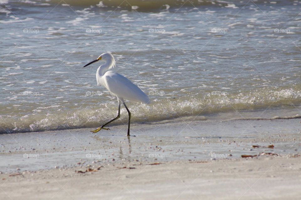 Egret at the Beach