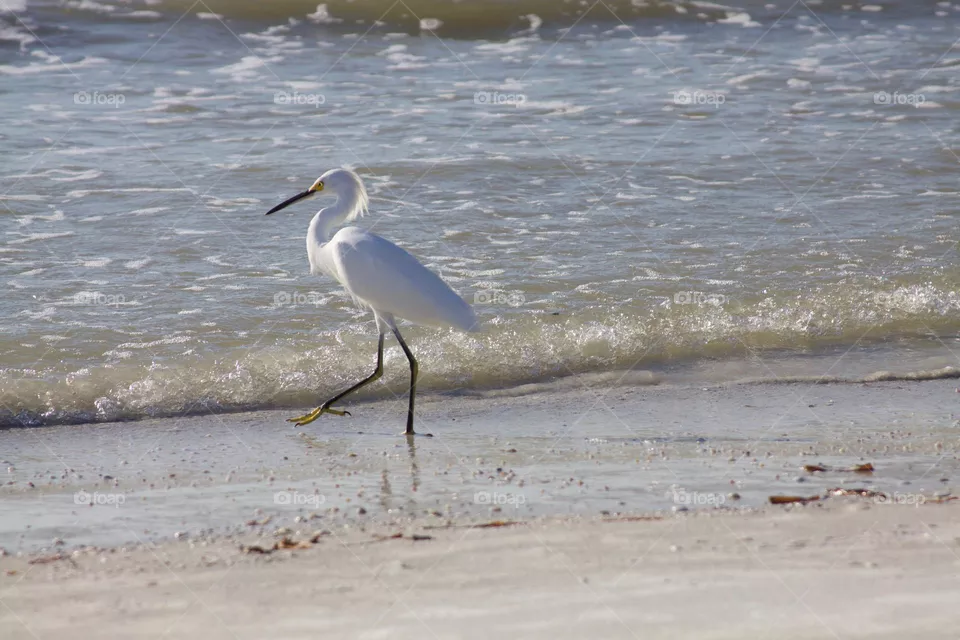 Egret at the Beach