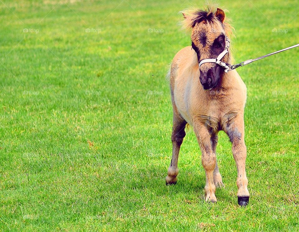 Pony foal