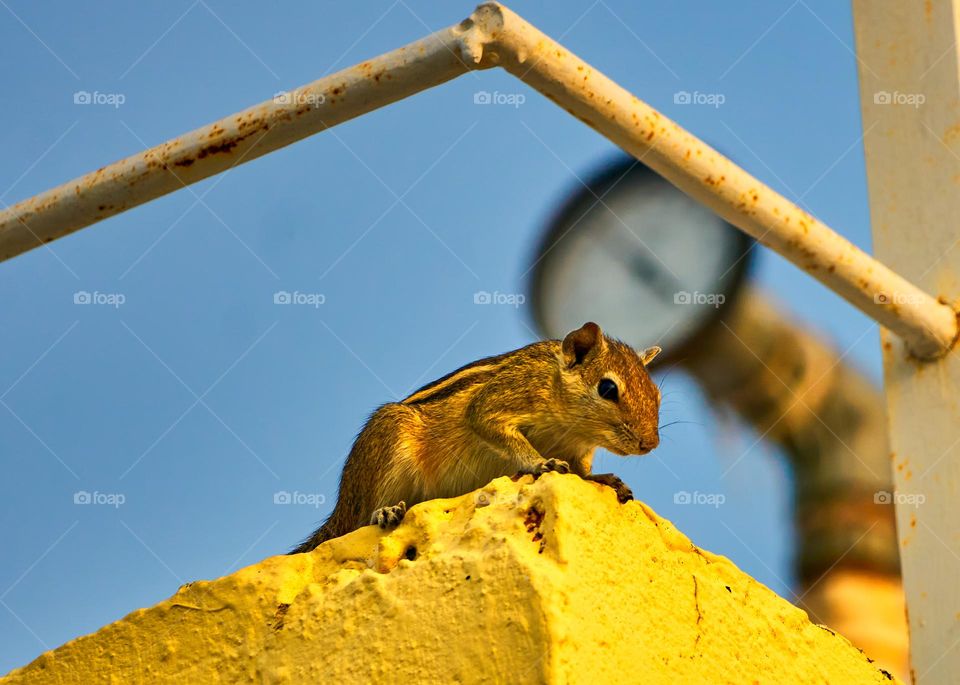 Squirrel - Urban Environment -Scouting for food 