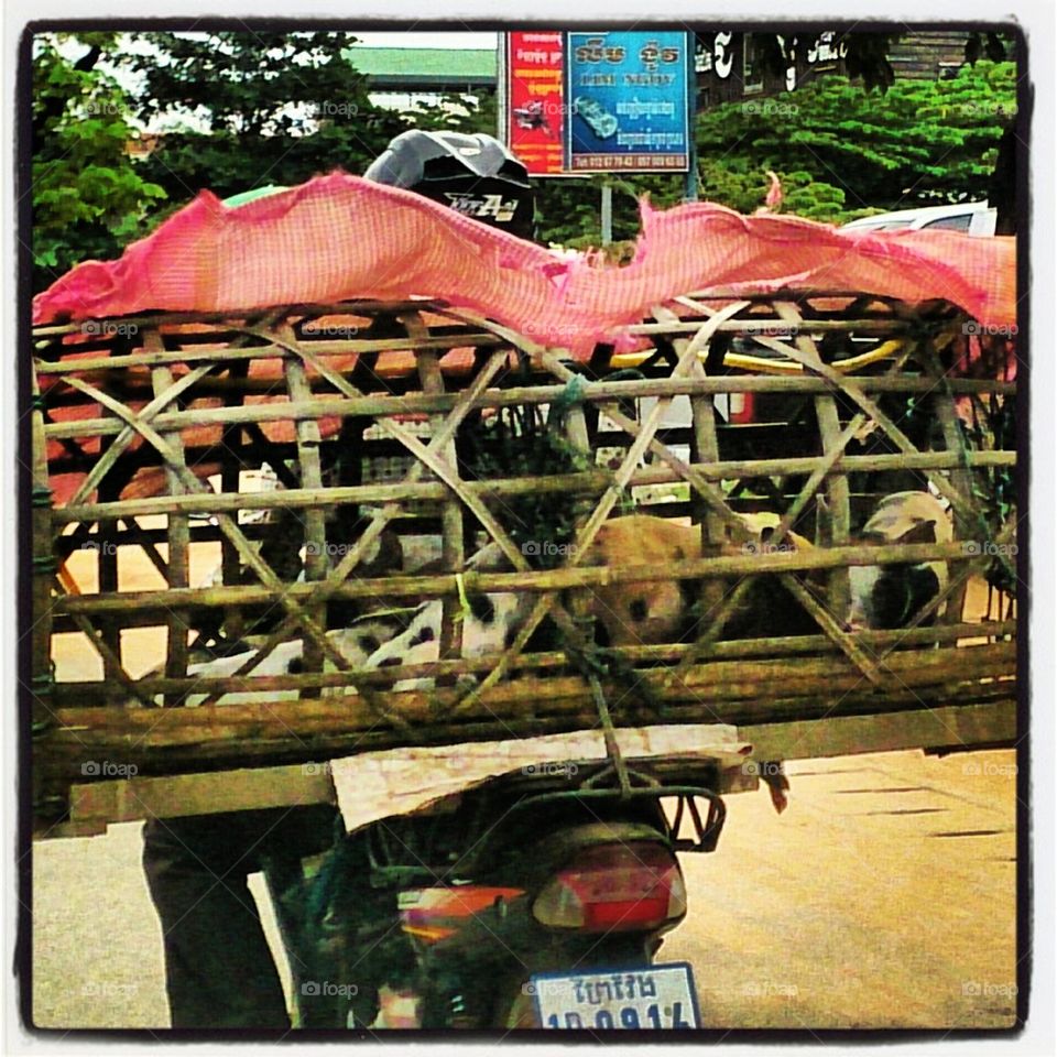 Pig's transport Thailand