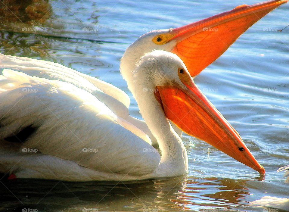Pelicans Fishing Side by Side