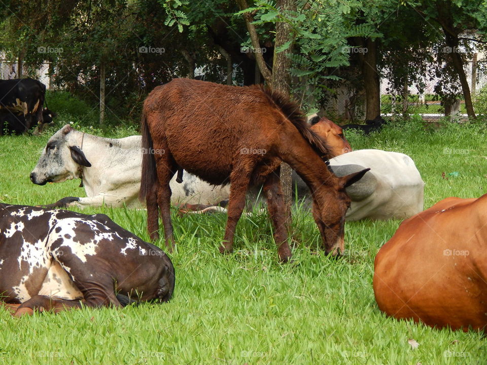 Grass, Farm, Agriculture, Cow, Mammal