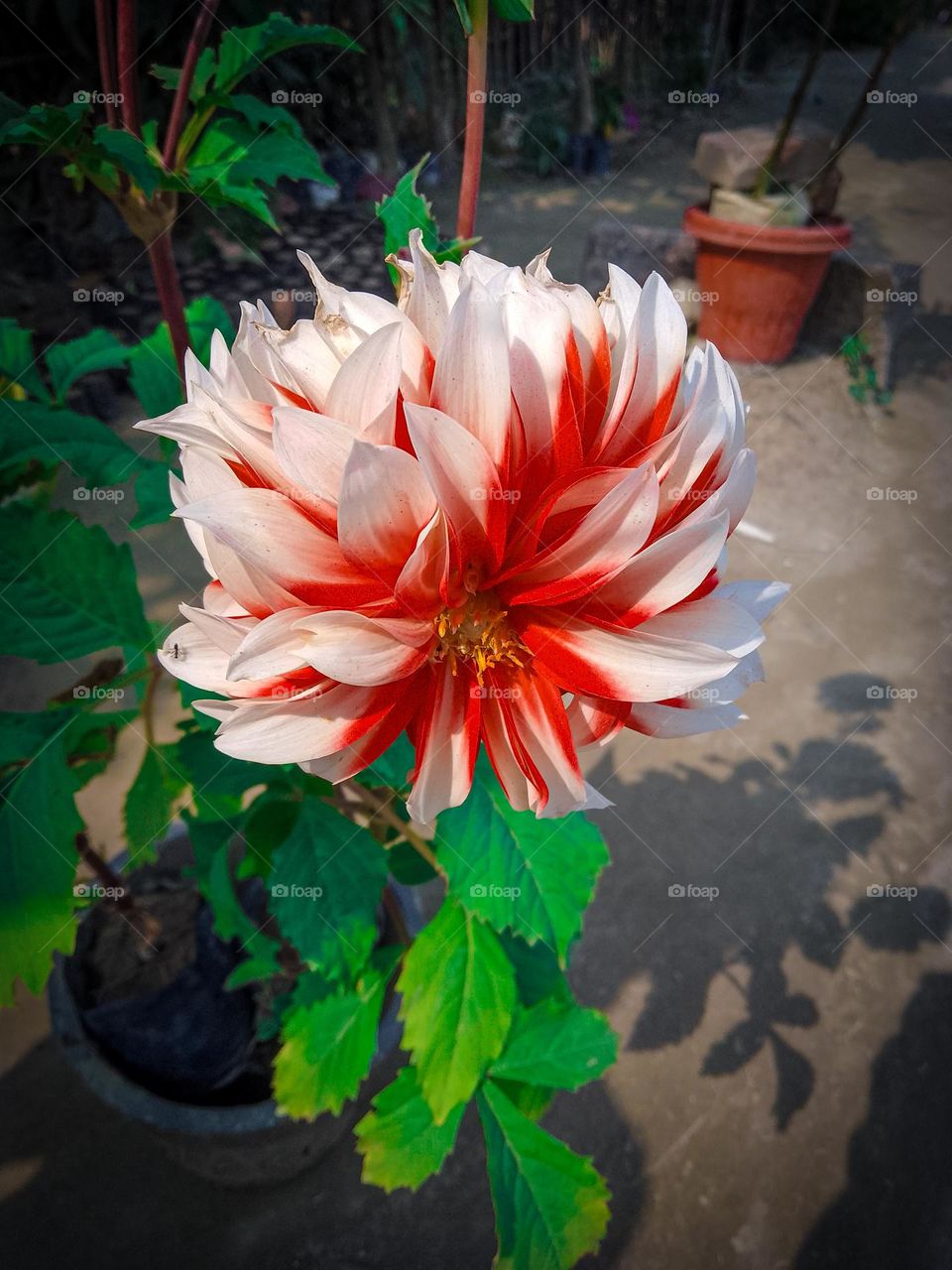 Red and white flower with green leaf in flower pot