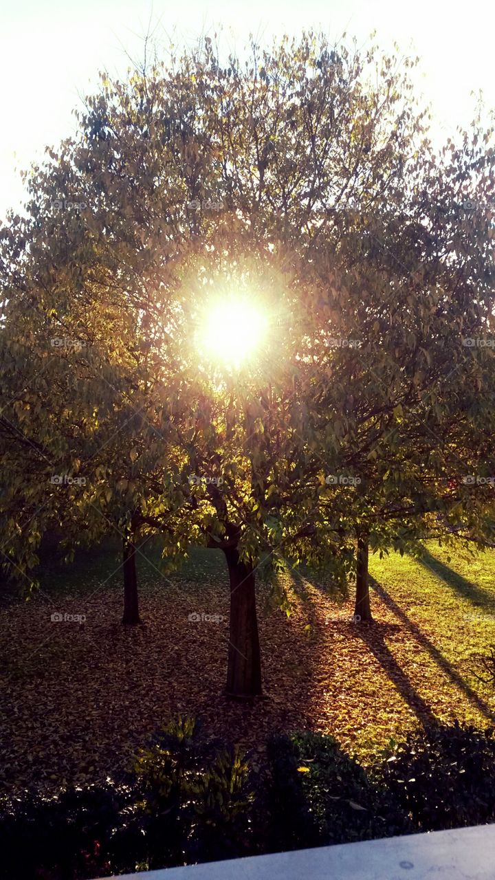 The sun  in a tree. The glaring sun is visible from the leaves of a tree