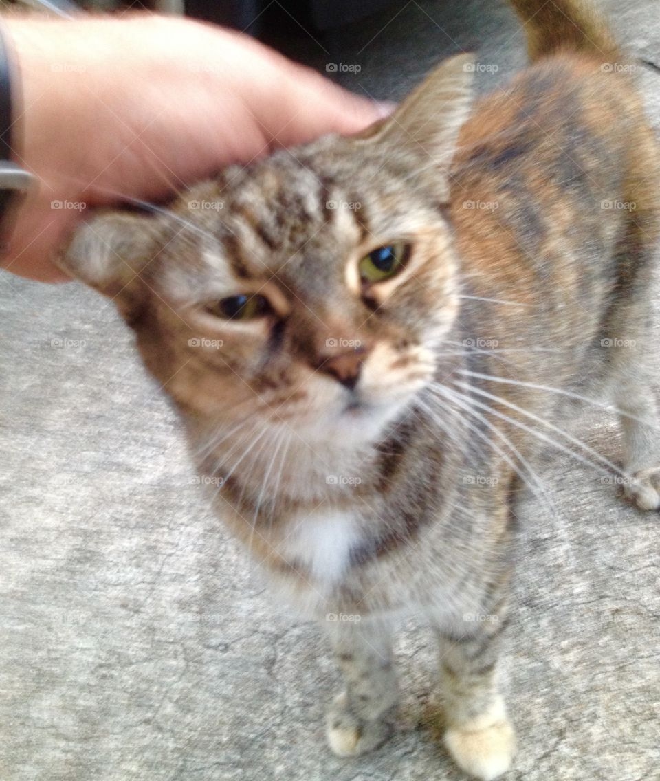 Scratching cats head