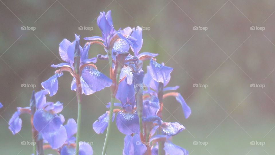 Blue iris