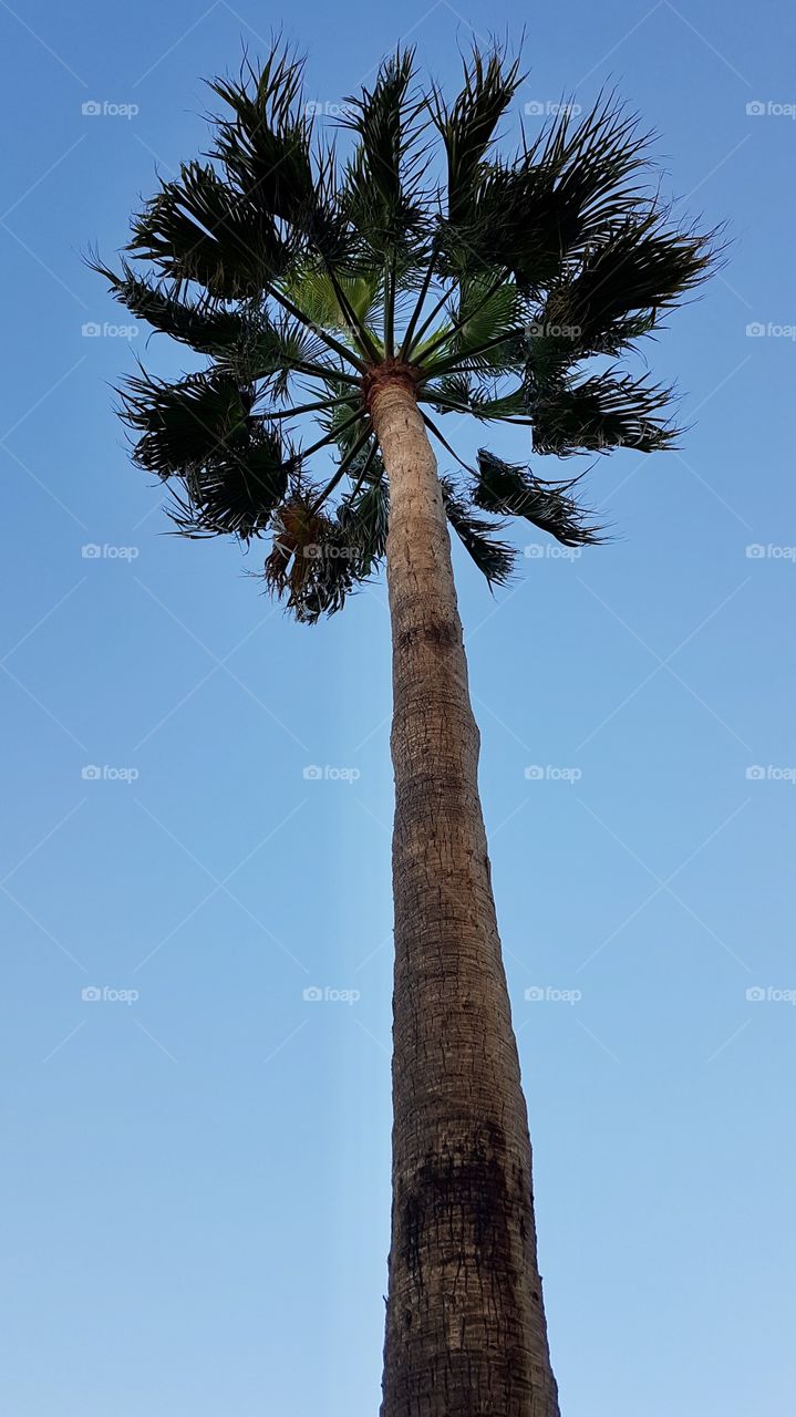 Looking up at one tall palm tree in blue sky, Fuerteventura Canary Islands  - tittar upp på en hög palm mot blå himmel , Kanarieöarna 