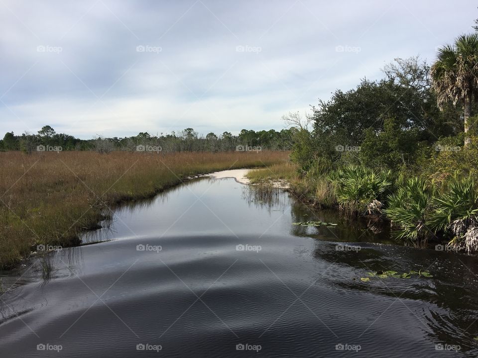 Florida swamp