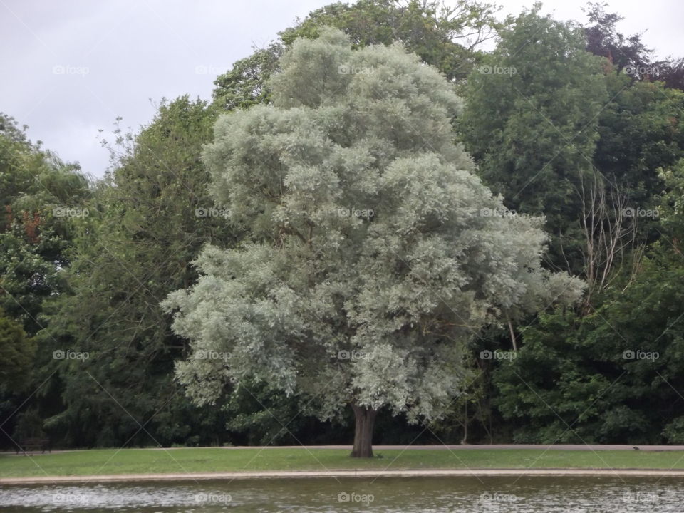 Trees In A Park