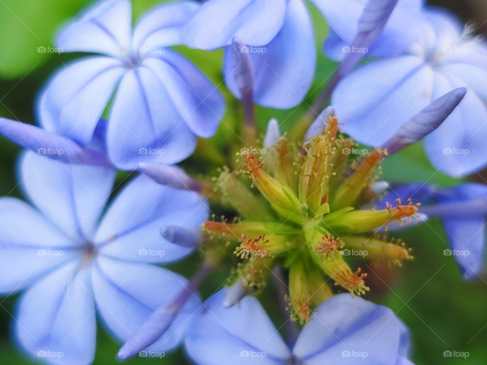 Beautiful Plumbago flower