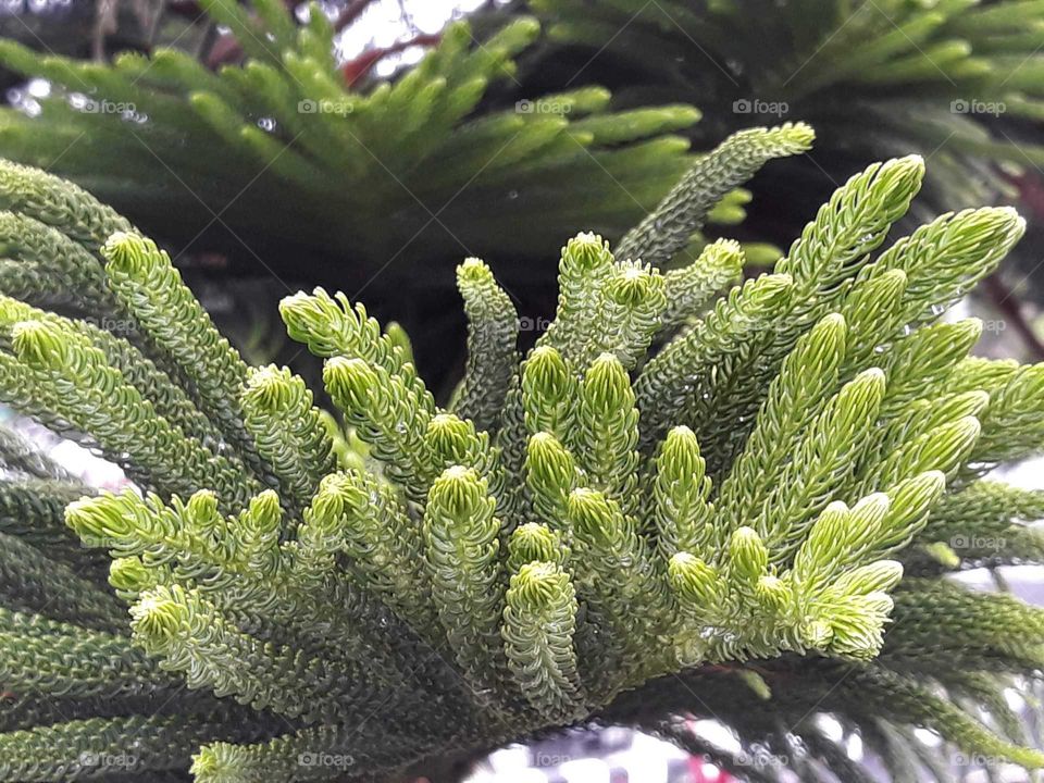 threaded green leaves