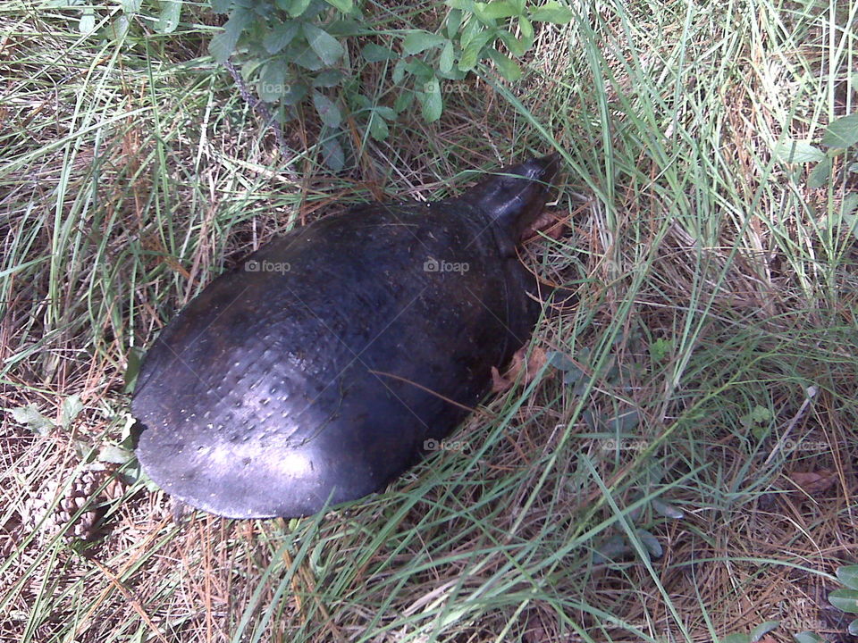 soft shell turtle