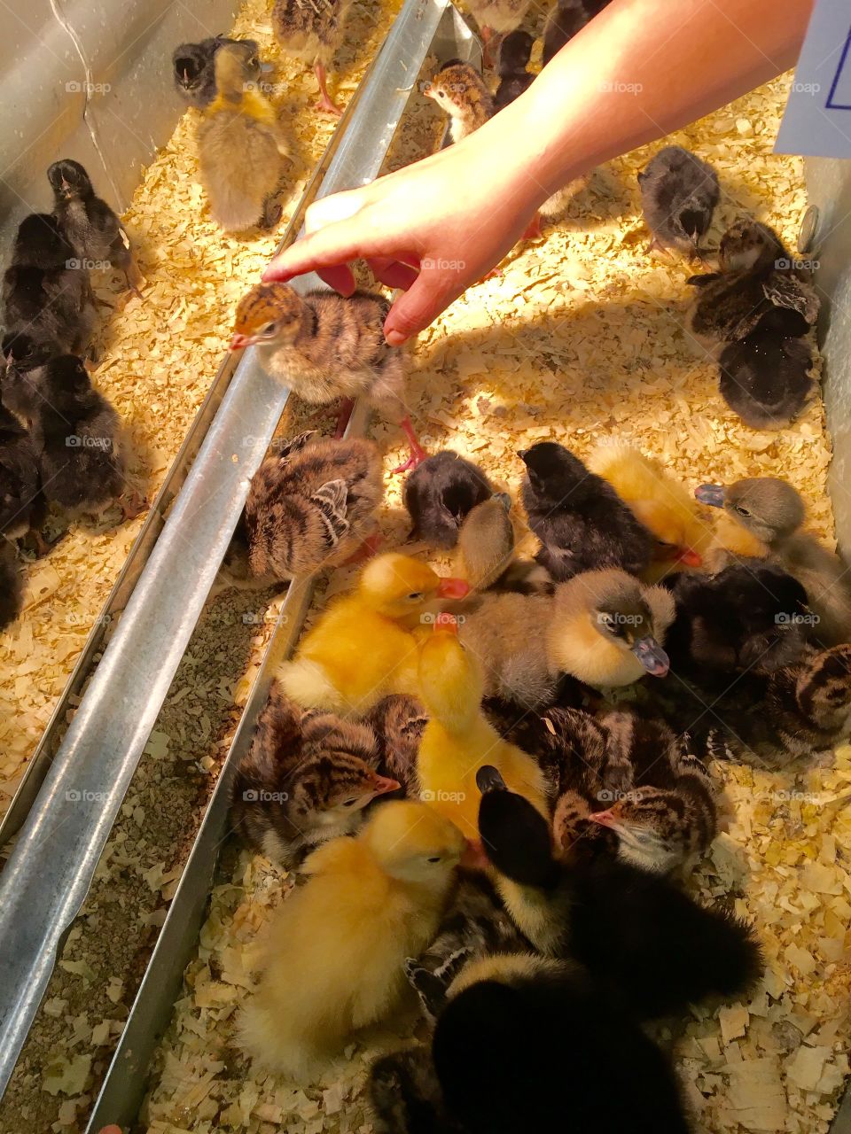 Ducks and chickens 