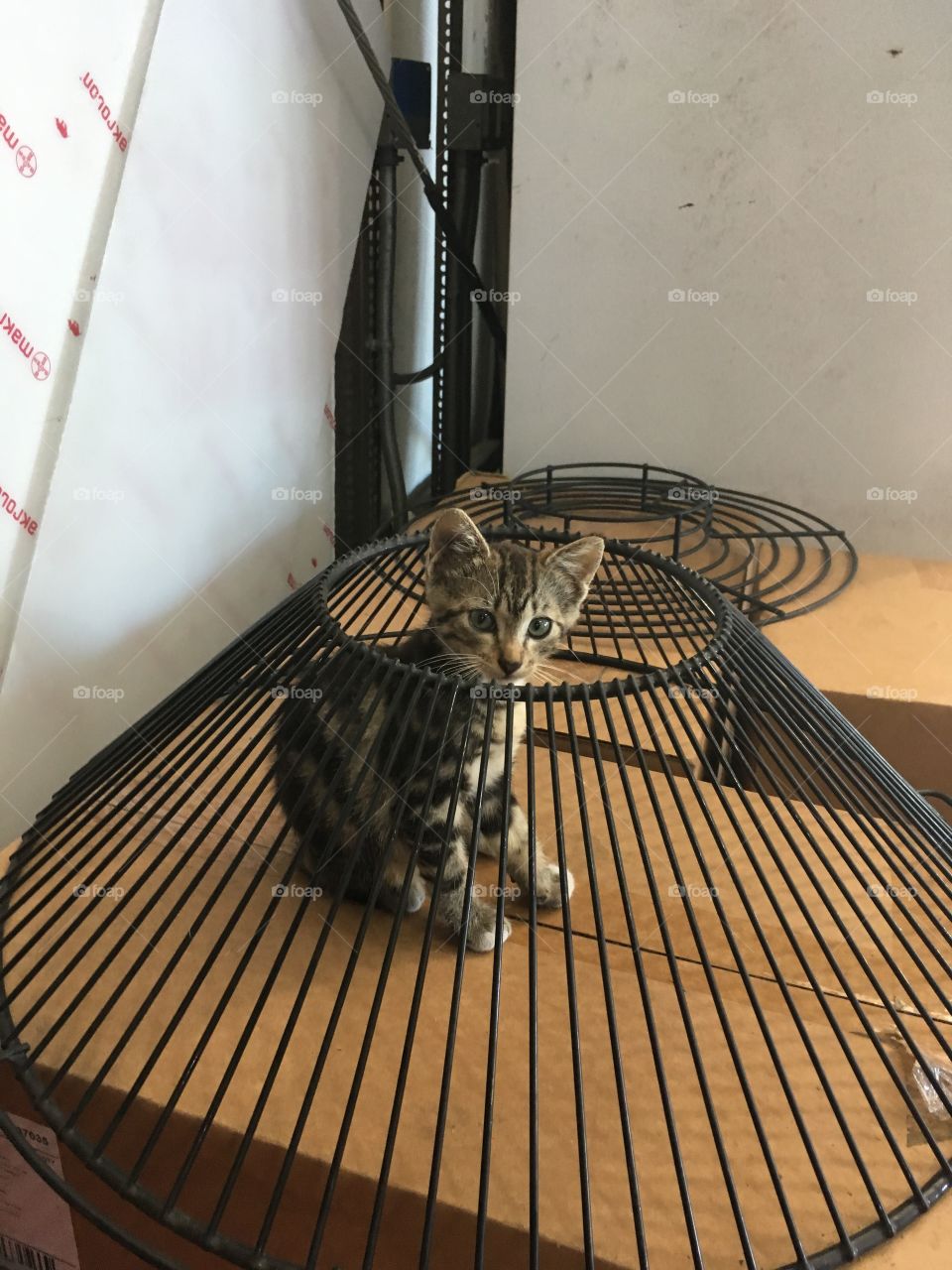 No Person, Indoors, One, Nature, Architecture